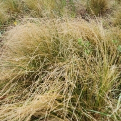 Nassella trichotoma (Serrated Tussock) at Campbell, ACT - 20 Dec 2023 by Steve818