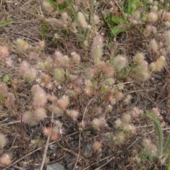 Trifolium arvense var. arvense (Haresfoot Clover) at The Pinnacle - 16 Dec 2023 by pinnaCLE