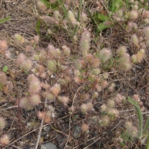 Trifolium arvense var. arvense at The Pinnacle - 16 Dec 2023