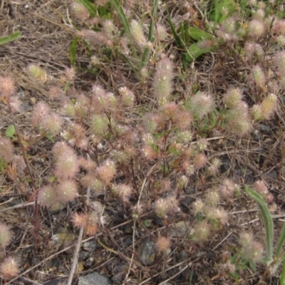 Trifolium arvense var. arvense (Haresfoot Clover) at The Pinnacle - 16 Dec 2023 by pinnaCLE