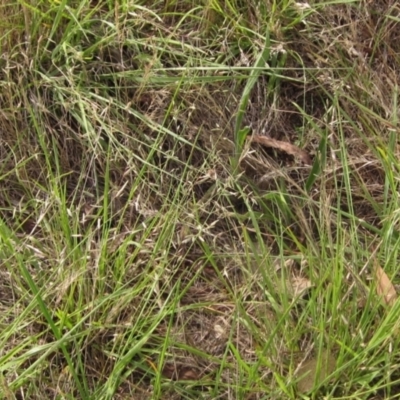 Eragrostis brownii (Common Love Grass) at The Pinnacle - 16 Dec 2023 by pinnaCLE