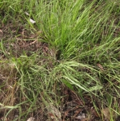 Eragrostis brownii at The Pinnacle - 16 Dec 2023