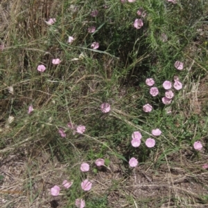 Convolvulus angustissimus subsp. angustissimus at Undefined Area - 18 Dec 2023 11:45 AM