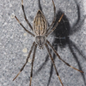 Argiope ocyaloides at Sheldon, QLD - suppressed