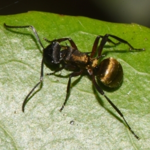 Polyrhachis rufifemur at Sheldon, QLD - 20 Dec 2023