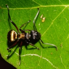 Polyrhachis rufifemur at Sheldon, QLD - suppressed