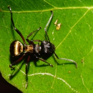 Polyrhachis rufifemur at Sheldon, QLD - 20 Dec 2023