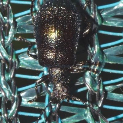 Unverified Beetle (Coleoptera) by PJH123