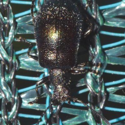 Unidentified Beetle (Coleoptera) at Sheldon, QLD - 19 Dec 2023 by PJH123