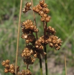 Juncus filicaulis (Thread Rush) at Yarramundi Grassland
 - 18 Dec 2023 by pinnaCLE