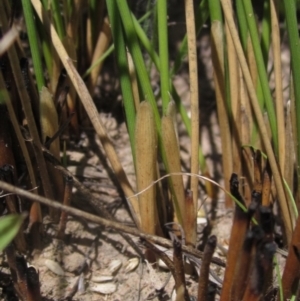 Juncus filicaulis at Yarramundi Grassland
 - 18 Dec 2023