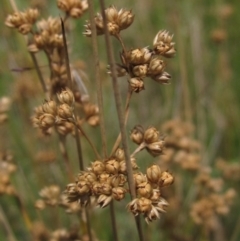 Juncus filicaulis (Thread Rush) at Yarramundi Grassland
 - 18 Dec 2023 by pinnaCLE