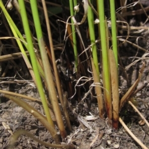 Juncus filicaulis at Yarramundi Grassland (YGN) - 18 Dec 2023 12:20 PM