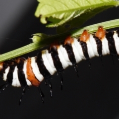 Agarista agricola (Joseph's Coat Moth) at Sheldon, QLD - 20 Dec 2023 by PJH123