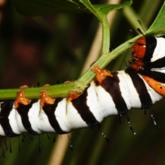 Agarista agricola at Sheldon, QLD - 20 Dec 2023