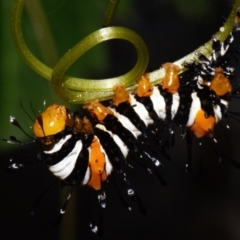 Agarista agricola at Sheldon, QLD - suppressed