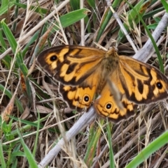 Heteronympha merope (Common Brown Butterfly) at Jacka, ACT - 12 Dec 2023 by Jiggy