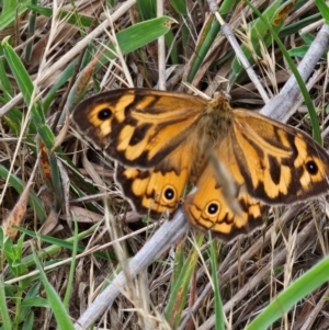 Heteronympha merope at Jacka, ACT - 12 Dec 2023 09:15 AM