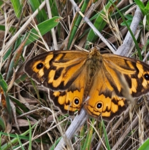 Heteronympha merope at Jacka, ACT - 12 Dec 2023 09:15 AM