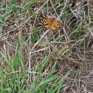 Heteronympha merope at Jacka, ACT - 12 Dec 2023 09:15 AM