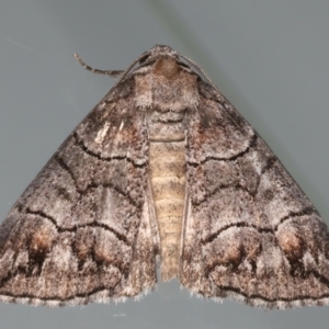 Dysbatus (genus) at Ainslie, ACT - 19 Dec 2023