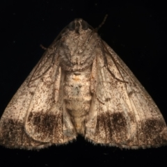 Dysbatus (genus) at Ainslie, ACT - 19 Dec 2023