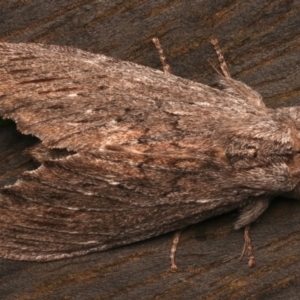 Destolmia lineata at Ainslie, ACT - 19 Dec 2023 10:07 PM