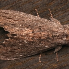 Destolmia lineata (Streaked Notodontid Moth) at Ainslie, ACT - 19 Dec 2023 by jb2602