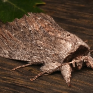 Destolmia lineata at Ainslie, ACT - 19 Dec 2023 10:07 PM