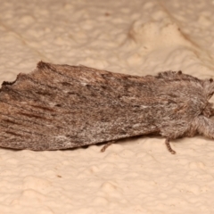 Destolmia lineata at Ainslie, ACT - 19 Dec 2023 10:07 PM