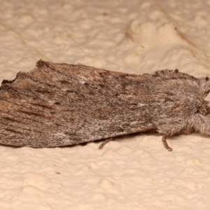 Destolmia lineata at Ainslie, ACT - 19 Dec 2023