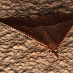 Epidesmia chilonaria at Ainslie, ACT - 19 Dec 2023