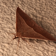 Epidesmia chilonaria at Ainslie, ACT - 19 Dec 2023