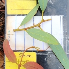 Eucalyptus rossii at Mount Ainslie to Black Mountain - 20 Dec 2023