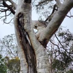 Eucalyptus rossii at Mount Ainslie to Black Mountain - 20 Dec 2023