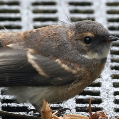 Rhipidura albiscapa (Grey Fantail) at Fyshwick, ACT - 30 Nov 2023 by jb2602