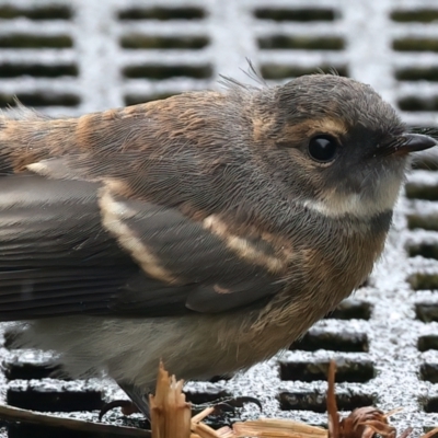 Rhipidura albiscapa (Grey Fantail) at Jerrabomberra Wetlands - 30 Nov 2023 by jb2602