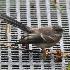 Rhipidura albiscapa at Jerrabomberra Wetlands - 30 Nov 2023