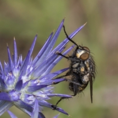 Muscidae (family) (Unidentified muscid fly) at Dunlop Grasslands - 19 Dec 2023 by kasiaaus