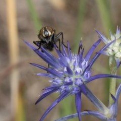 Muscidae (family) at Fraser, ACT - 19 Dec 2023 11:44 AM