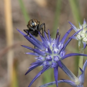 Muscidae (family) at Fraser, ACT - 19 Dec 2023