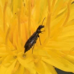 Dasytinae (subfamily) (Soft-winged flower beetle) at Fraser, ACT - 19 Dec 2023 by kasiaaus