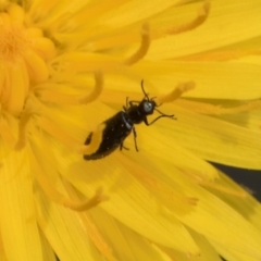 Dasytinae (subfamily) at Dunlop Grassland (DGE) - 19 Dec 2023