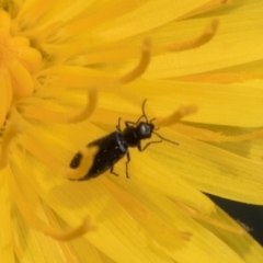 Dasytinae (subfamily) at Dunlop Grassland (DGE) - 19 Dec 2023