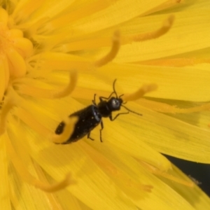 Dasytinae (subfamily) at Fraser, ACT - 19 Dec 2023