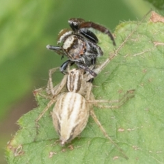 Oxyopes sp. (genus) (Lynx spider) at Duffy, ACT - 17 Dec 2023 by patrickcox