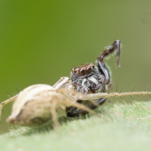 Oxyopes sp. (genus) at Duffy, ACT - 17 Dec 2023