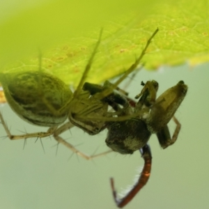 Oxyopes sp. (genus) at Duffy, ACT - 17 Dec 2023