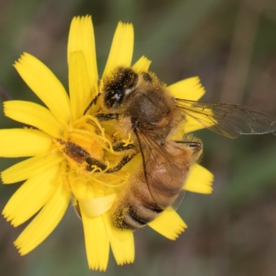 Apis mellifera (European honey bee) at Dunlop Grasslands - 19 Dec 2023 by kasiaaus