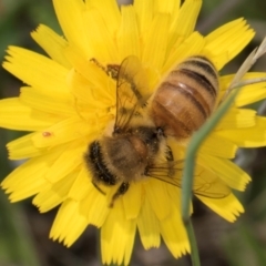 Apis mellifera at Fraser, ACT - 19 Dec 2023